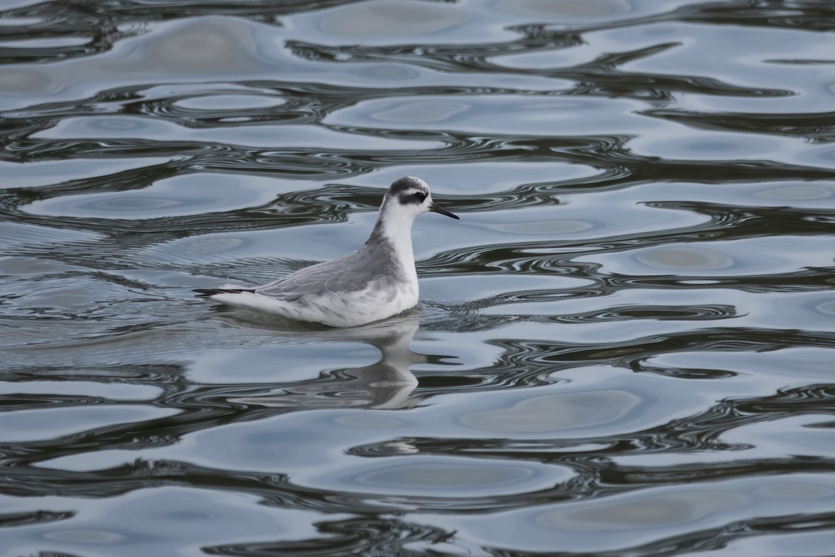 Phalarope à bec large - ML644253800