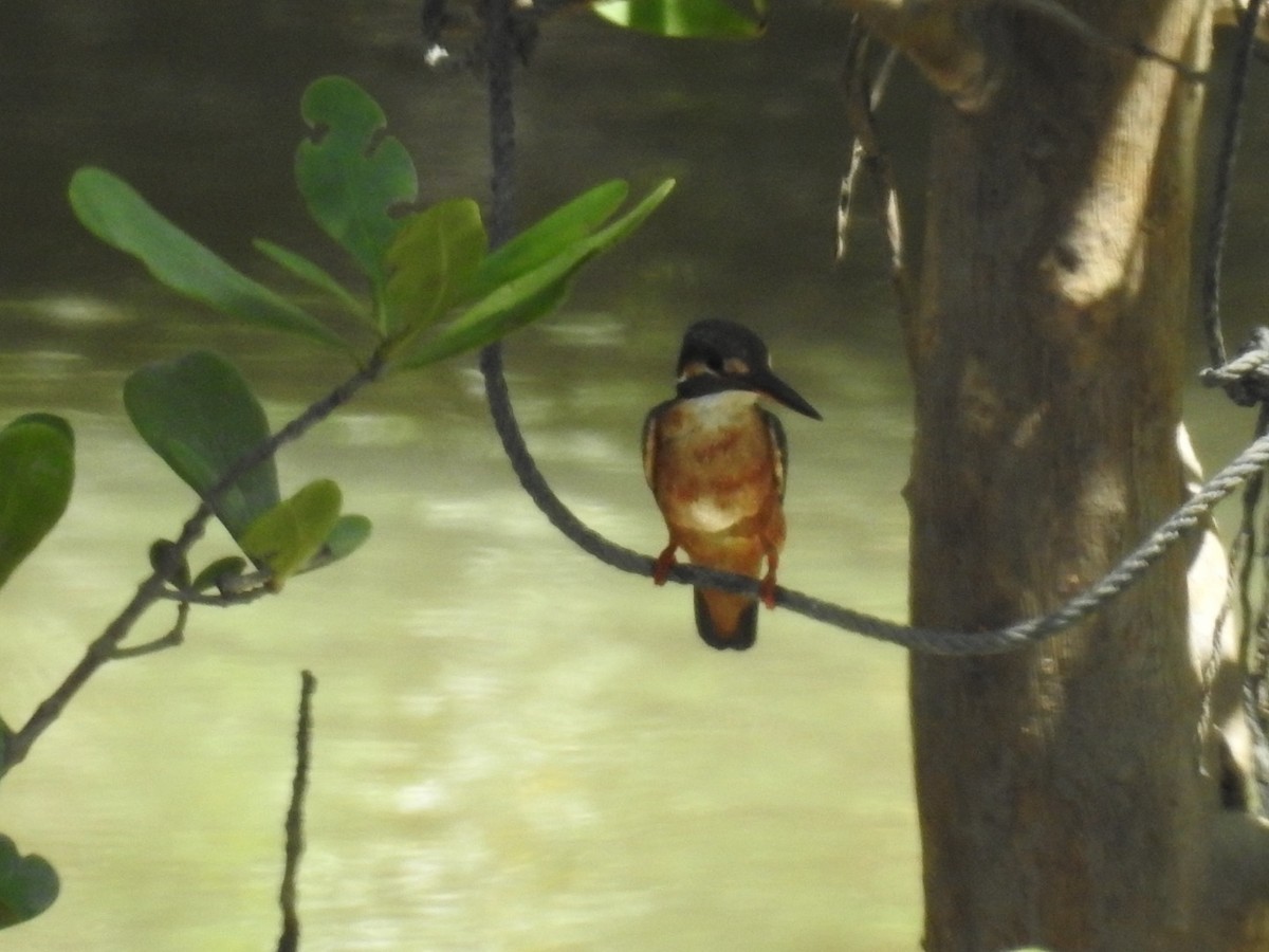 翠鳥 - ML644253808