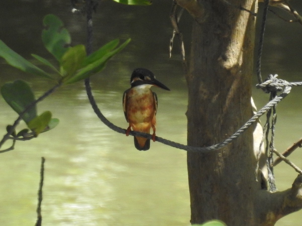 翠鳥 - ML644253810