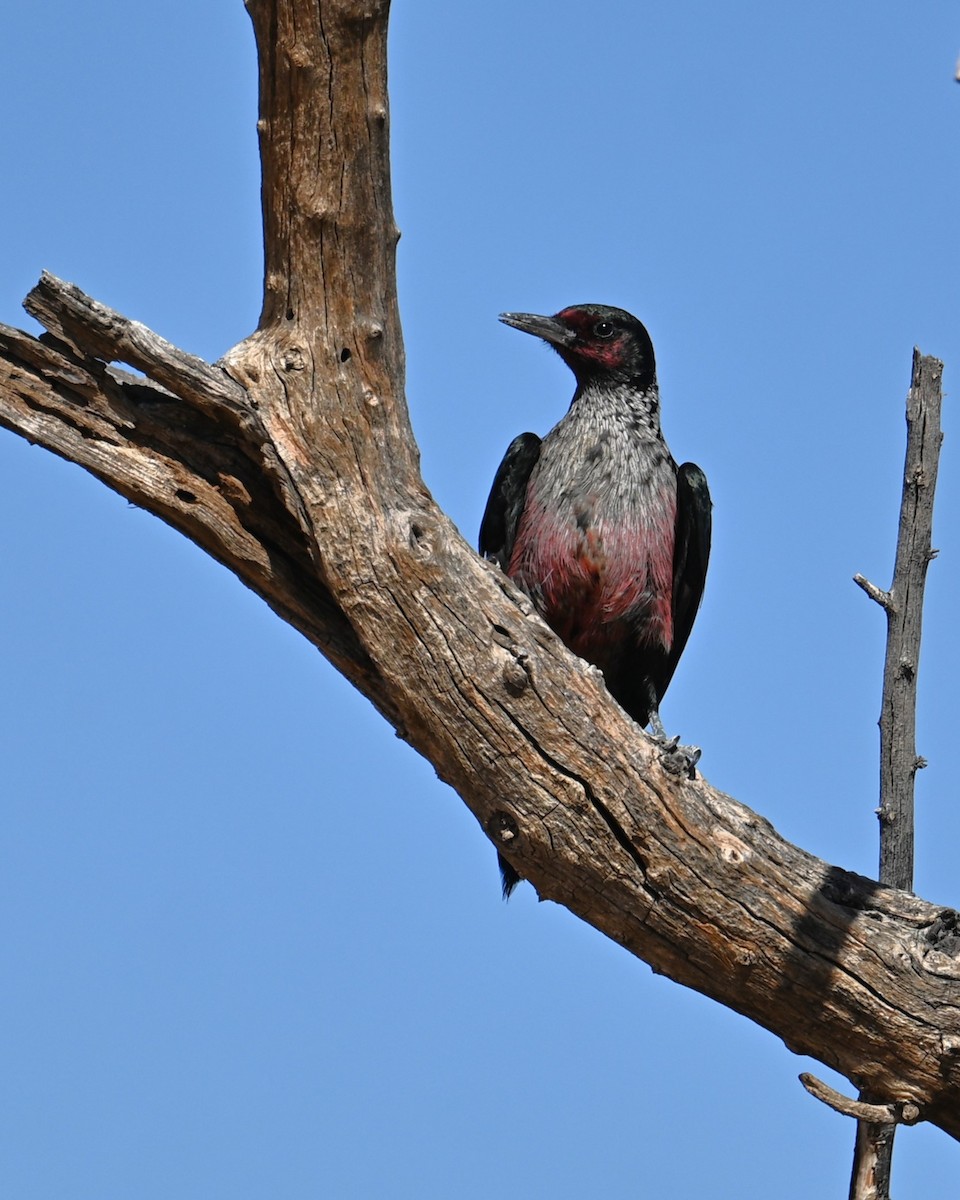 Lewis's Woodpecker - ML644253812
