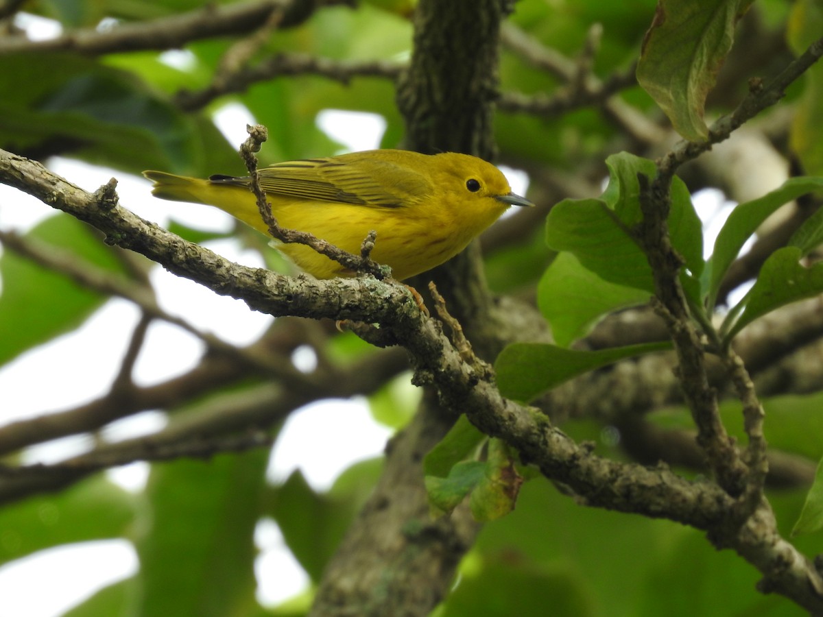 Northern/Mangrove Yellow Warbler - ML644253813