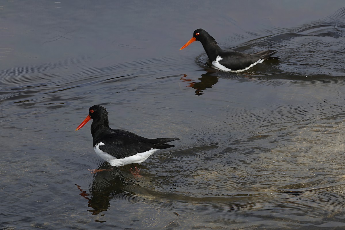 Pied Oystercatcher - ML644253825