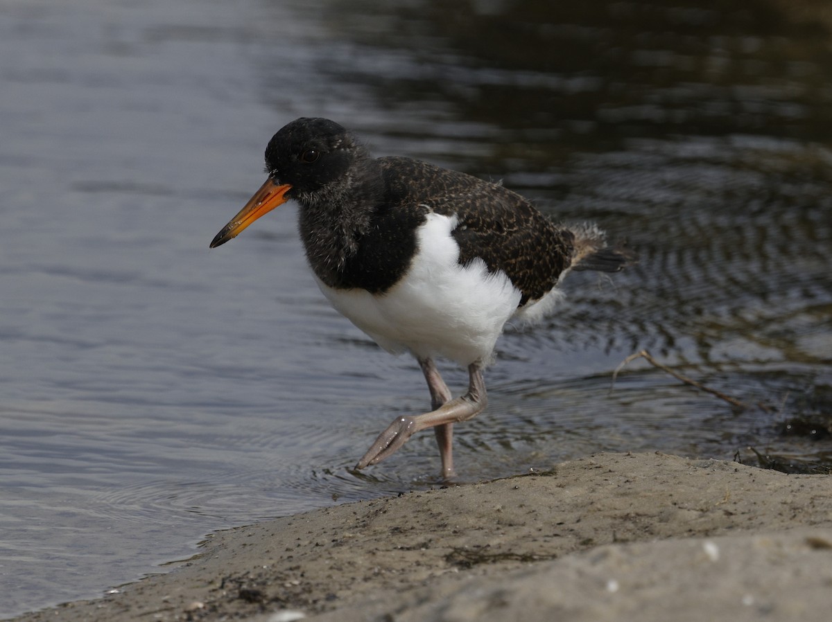 Pied Oystercatcher - ML644253829