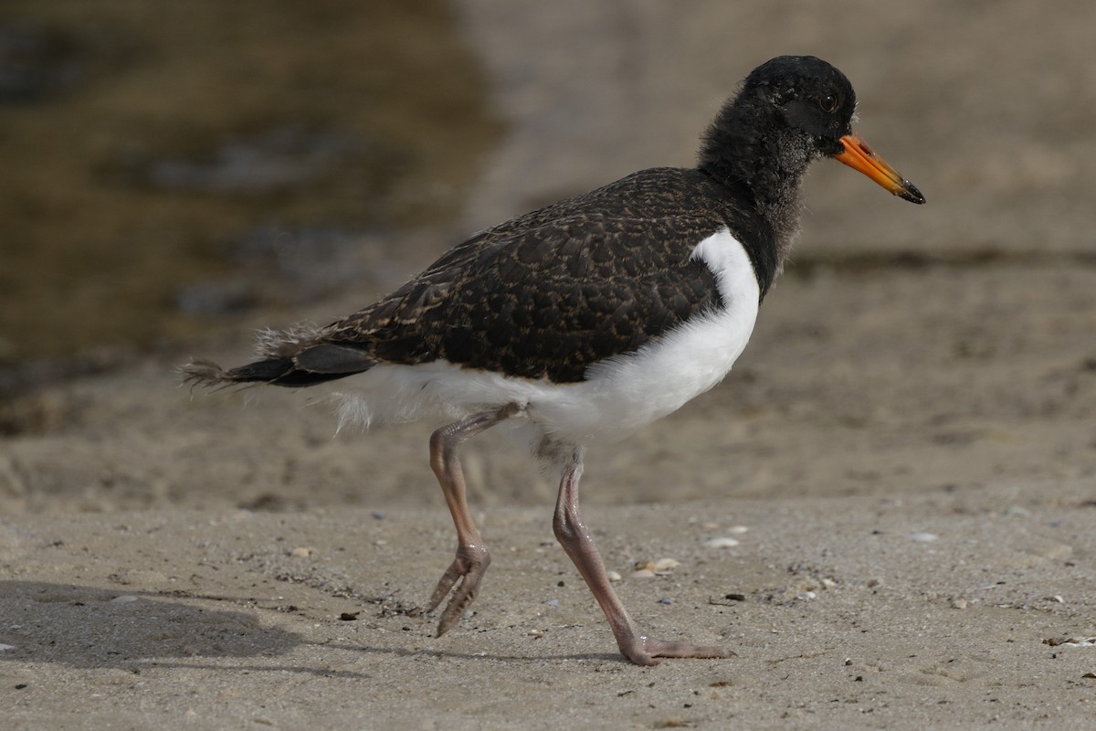 Pied Oystercatcher - ML644253830