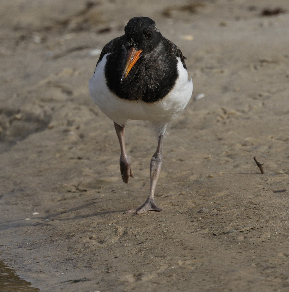 Pied Oystercatcher - ML644253831