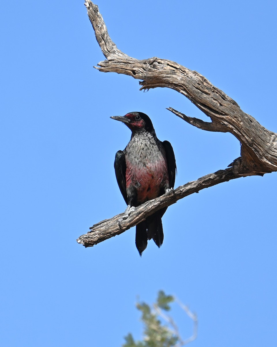 Lewis's Woodpecker - ML644253834