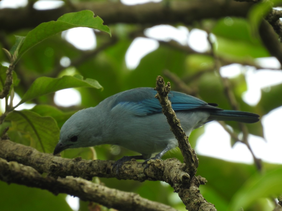Blue-gray Tanager - ML644253835