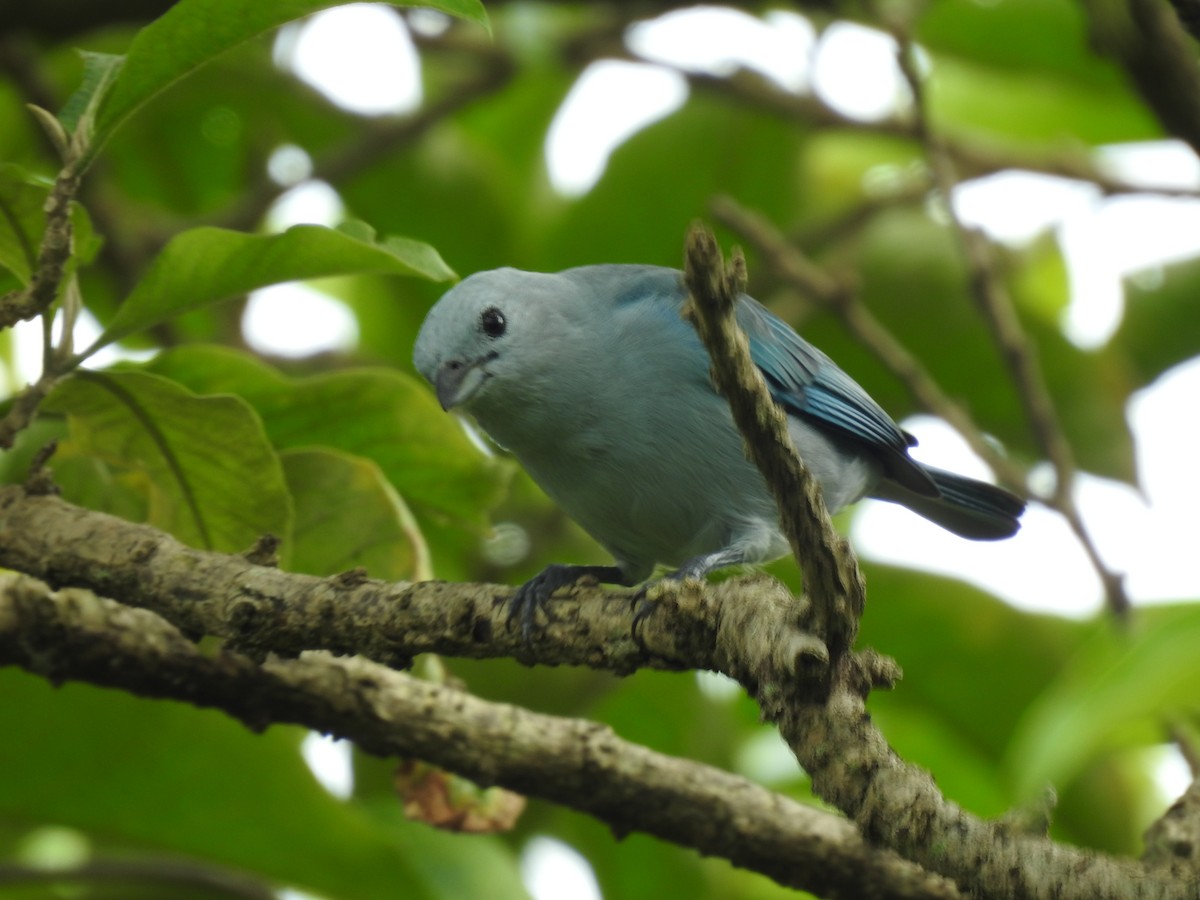 Blue-gray Tanager - ML644253836