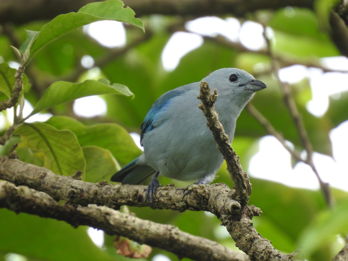 Blue-gray Tanager - ML644253837