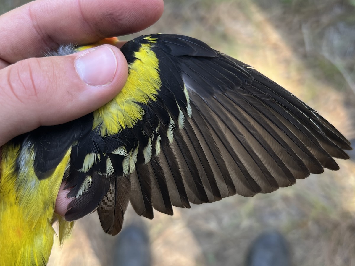 Western Tanager - ML644253838