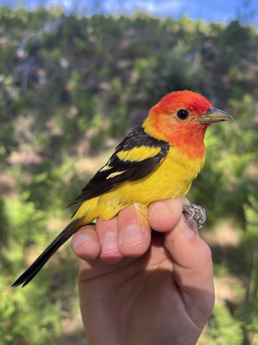 Western Tanager - ML644253839