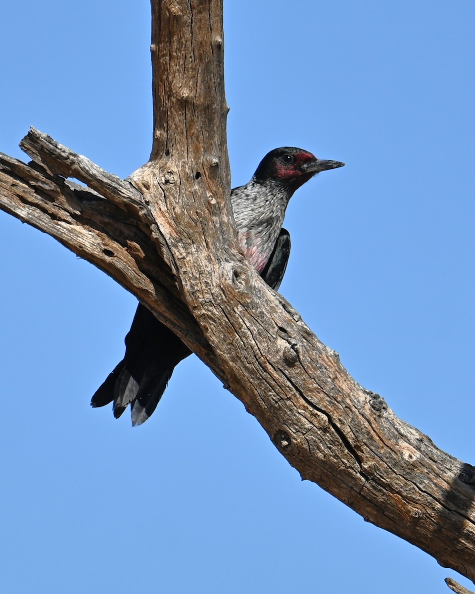 Lewis's Woodpecker - ML644253840