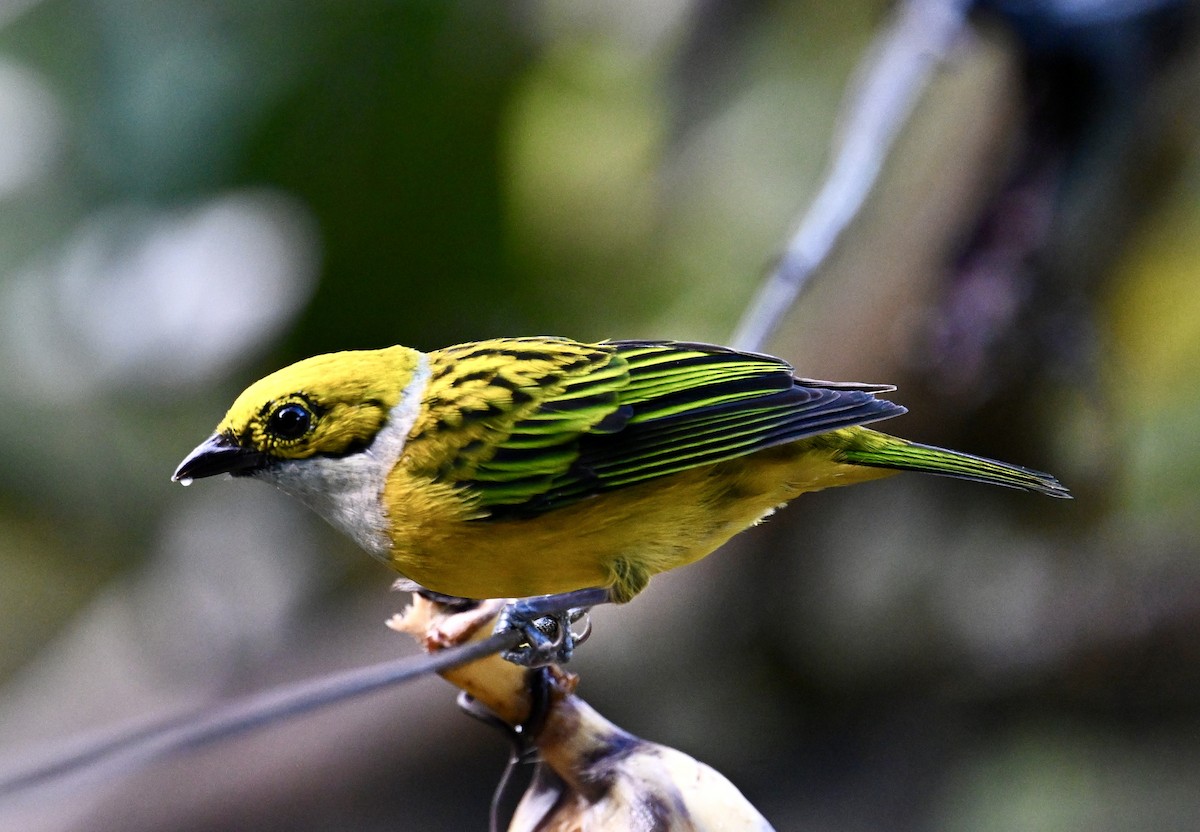 Silver-throated Tanager - ML644253842