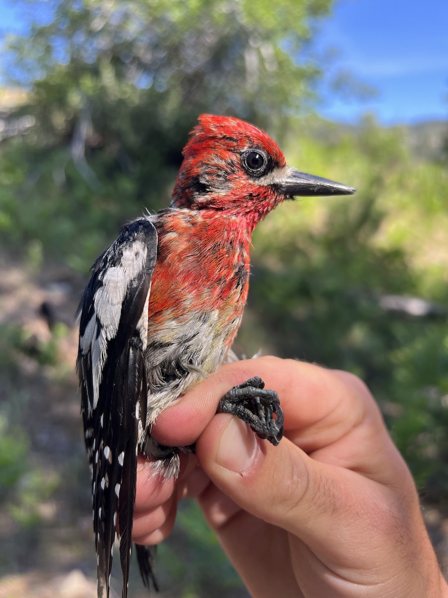 Red-breasted Sapsucker - ML644253843