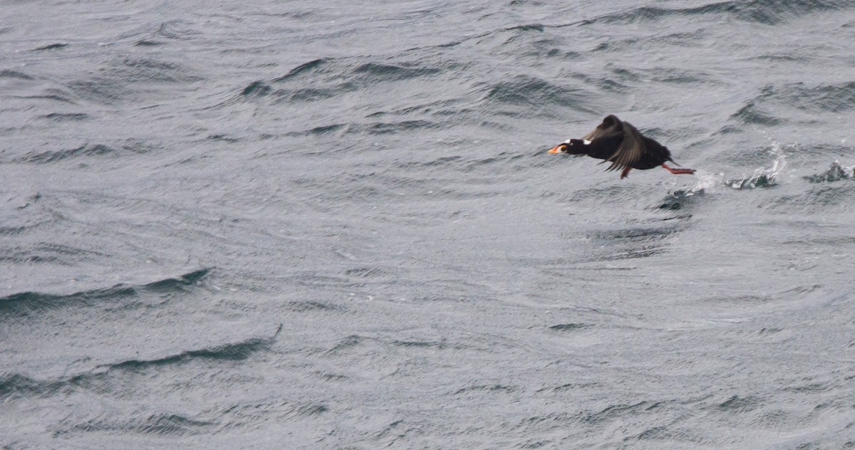 Surf Scoter - ML644253844