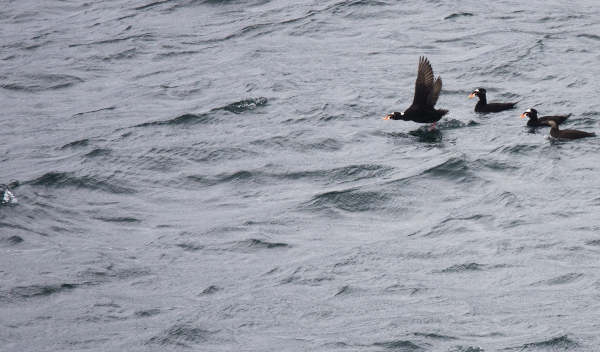 Surf Scoter - ML644253846