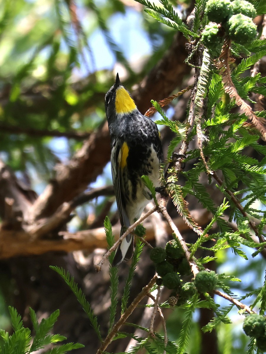 Yellow-rumped Warbler (Audubon's) - ML644253848