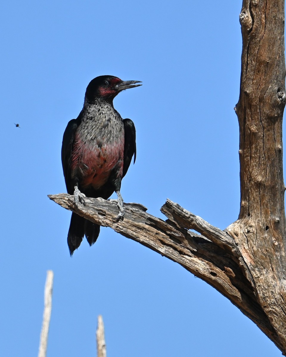 Lewis's Woodpecker - ML644253849