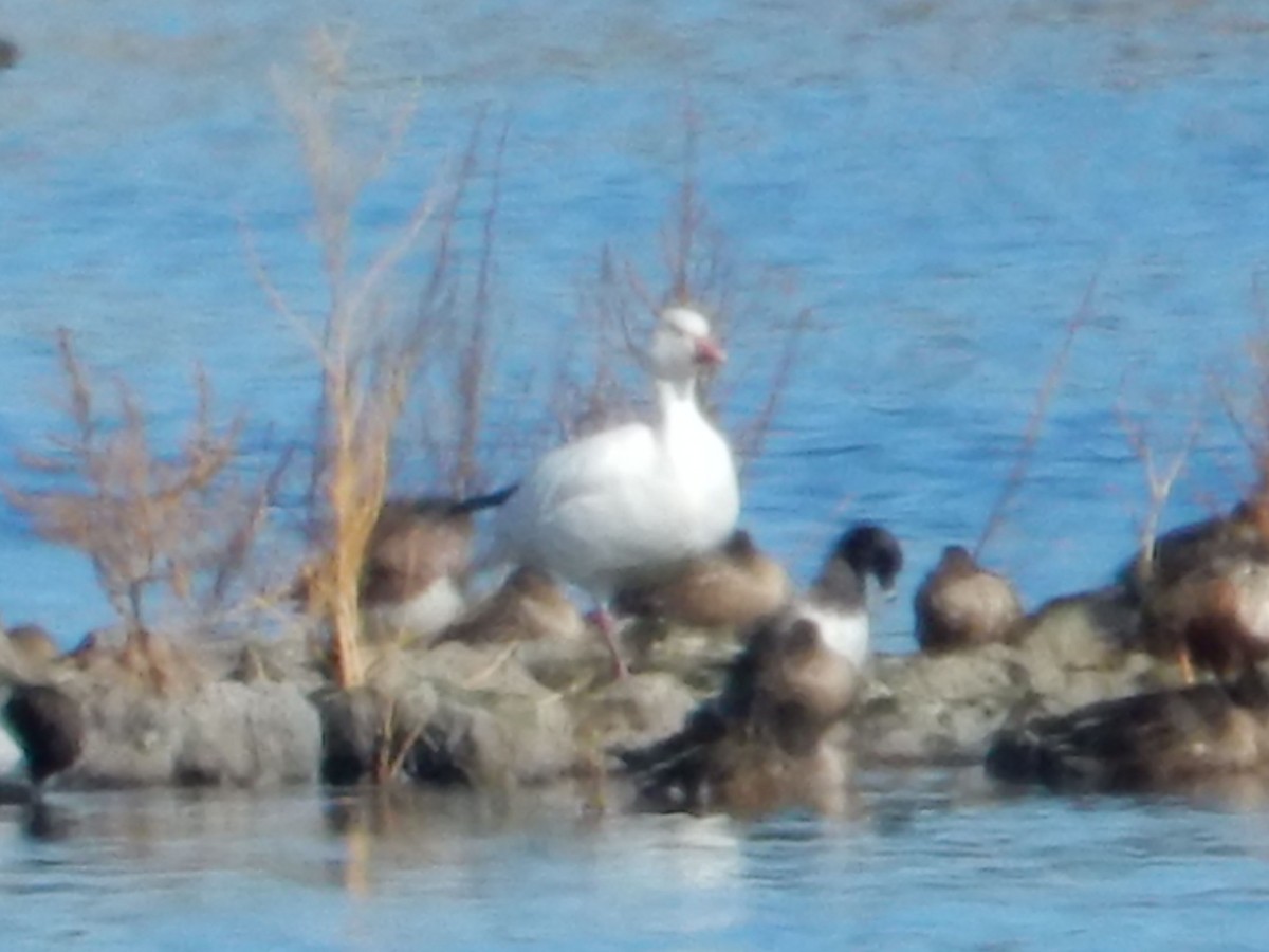 Snow Goose - ML644253850