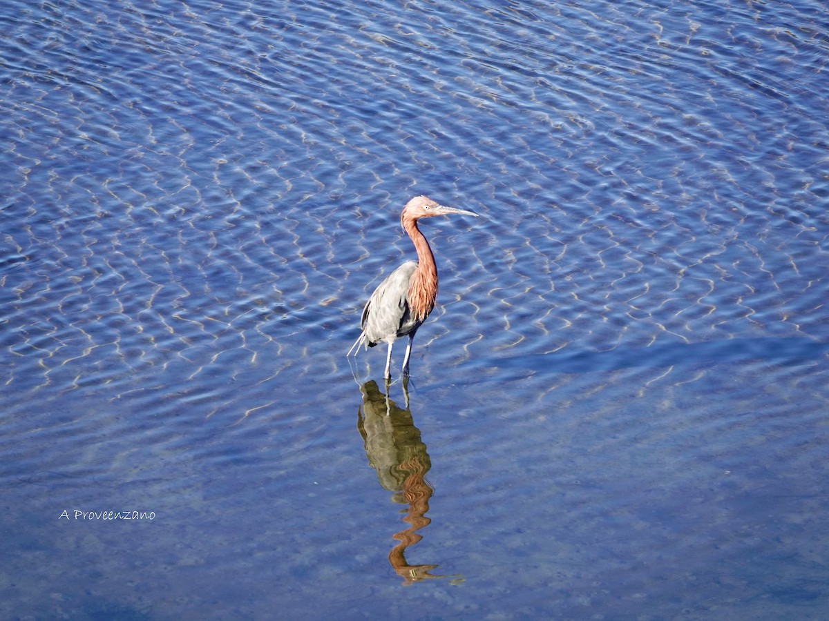 Reddish Egret - ML644253851