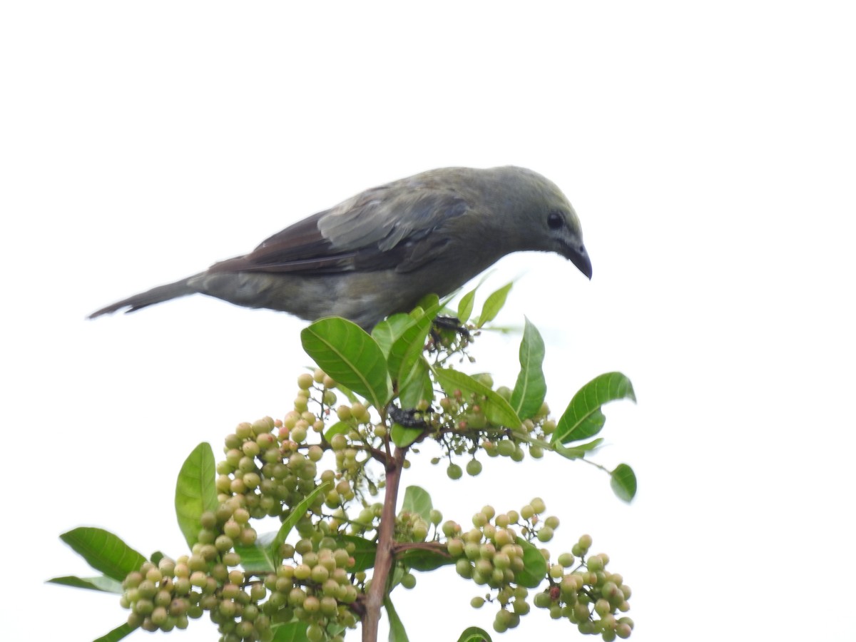 Palm Tanager - ML644253852