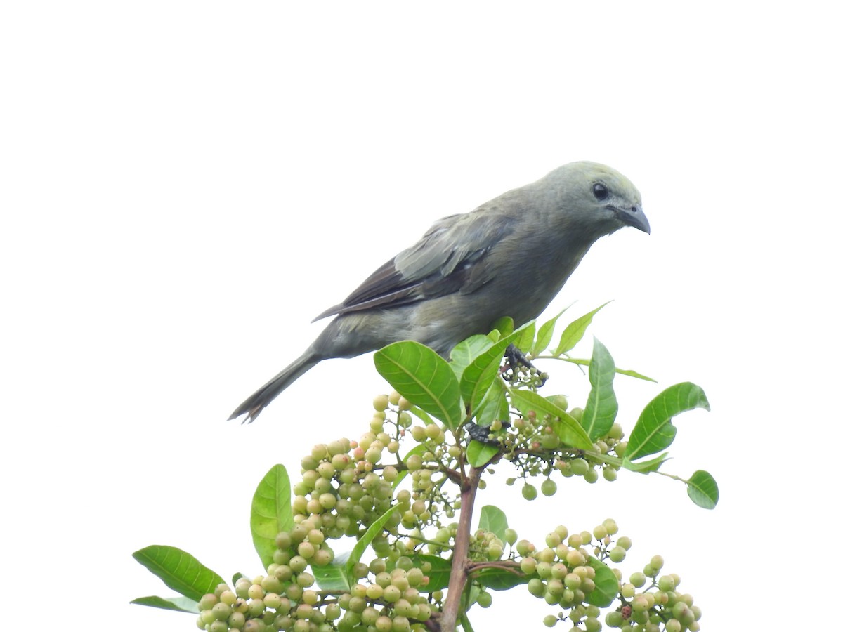 Palm Tanager - ML644253853