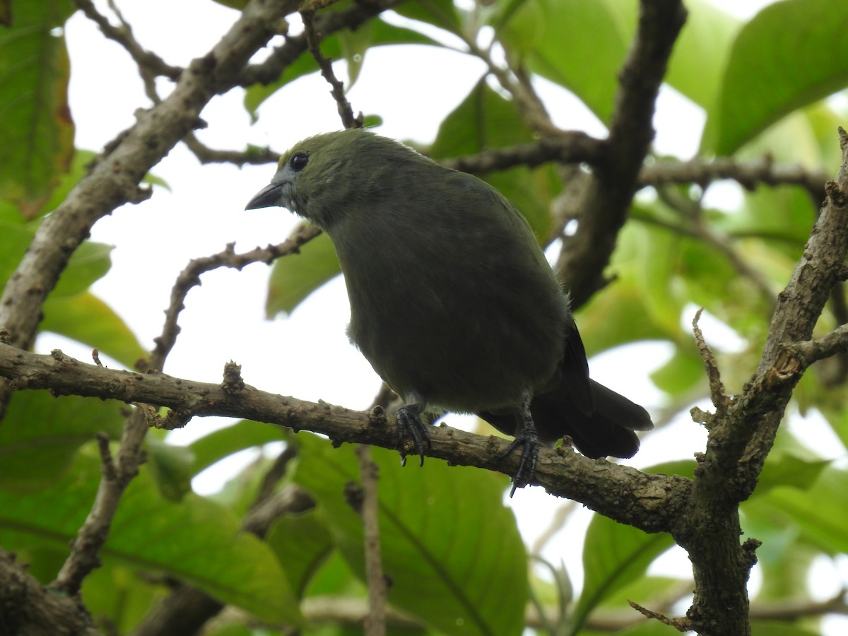 Palm Tanager - ML644253854