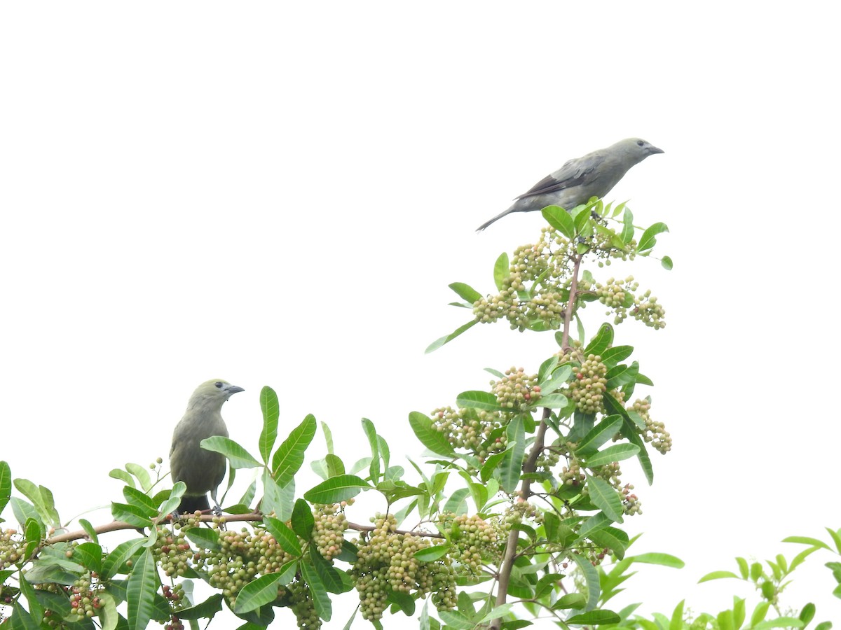 Palm Tanager - ML644253856