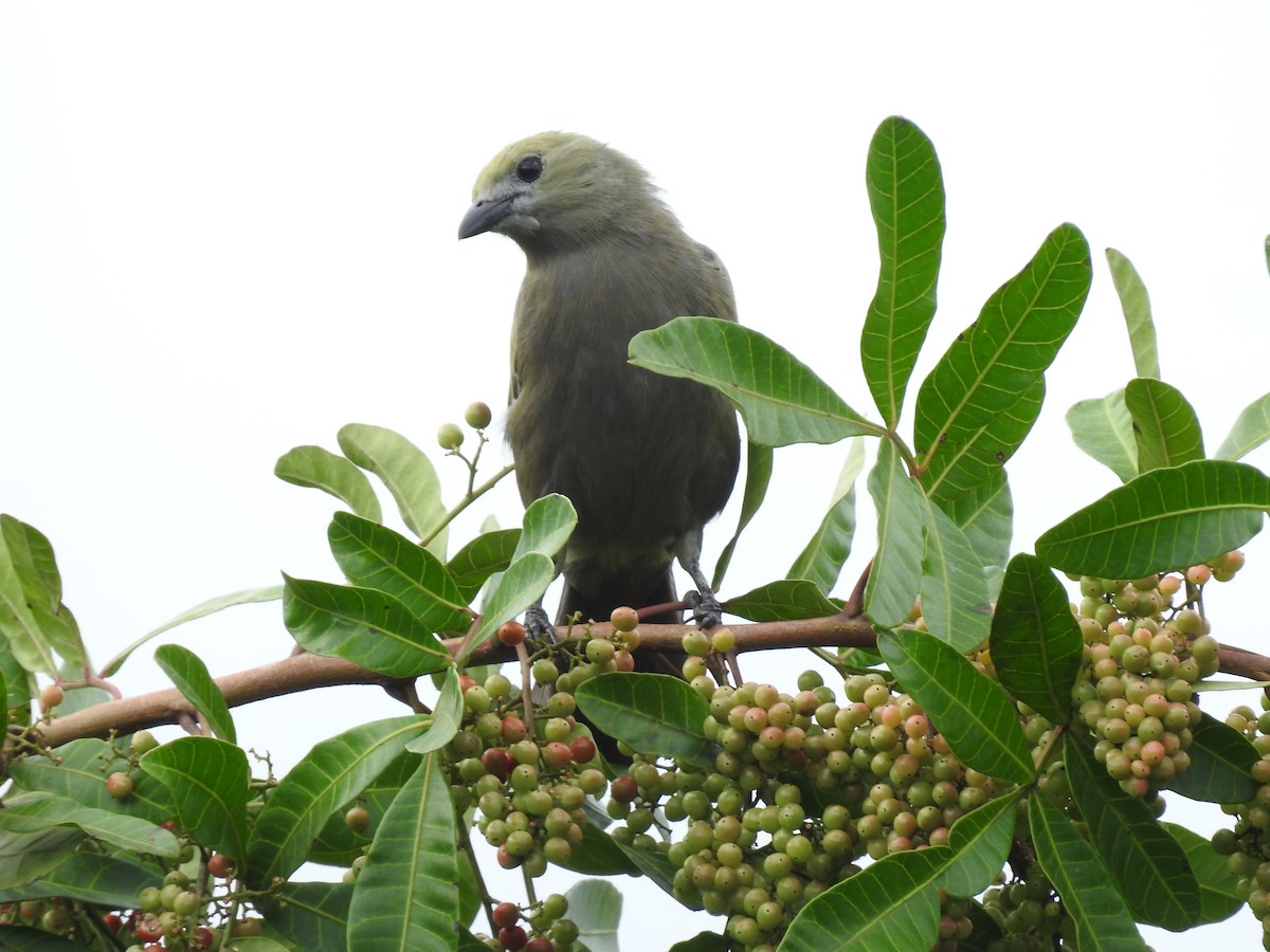 Palm Tanager - ML644253857