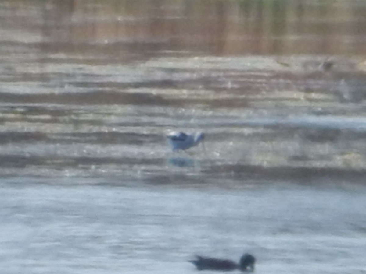 アメリカソリハシセイタカシギ - ML644253858