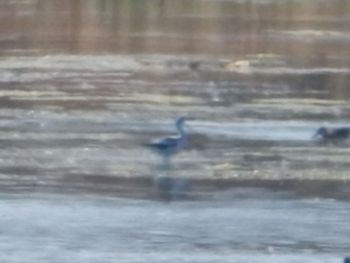 アメリカソリハシセイタカシギ - ML644253859