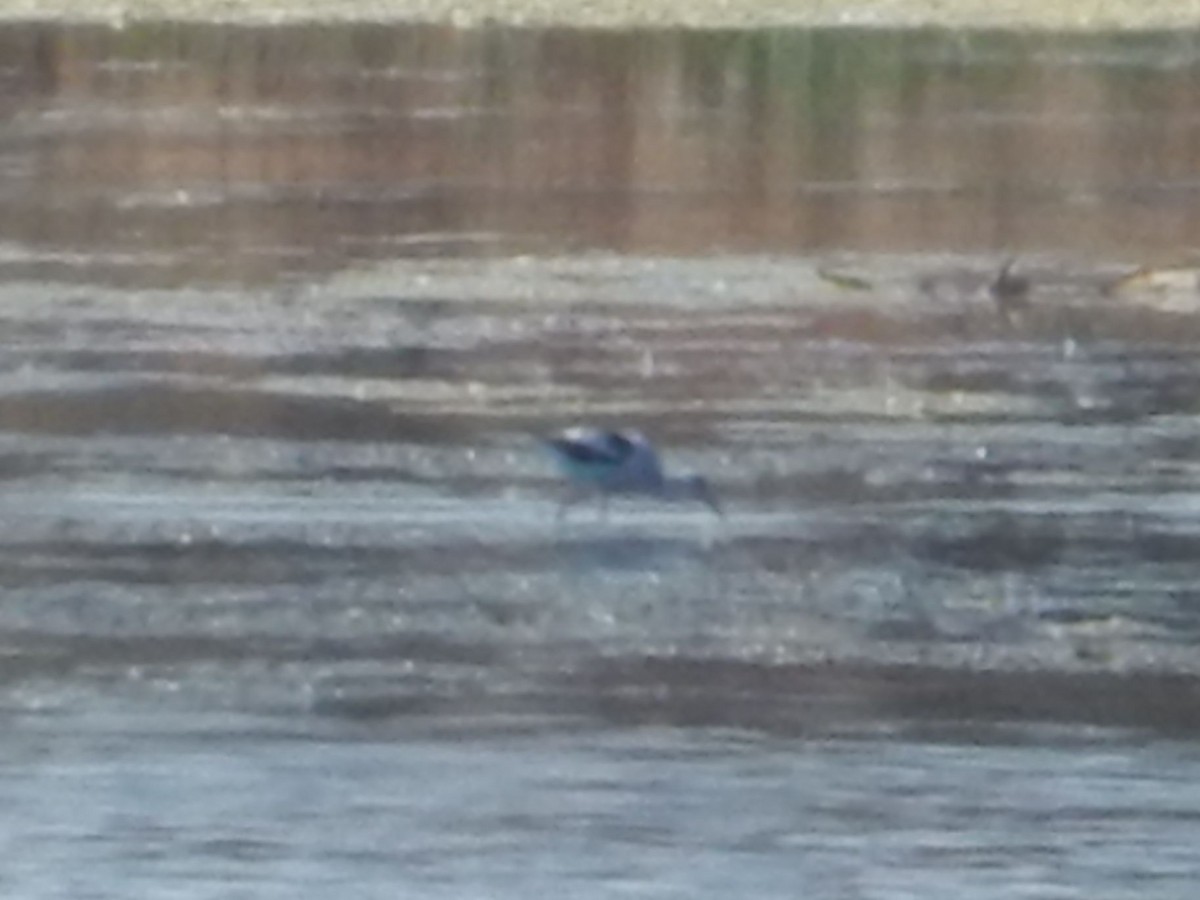 アメリカソリハシセイタカシギ - ML644253860