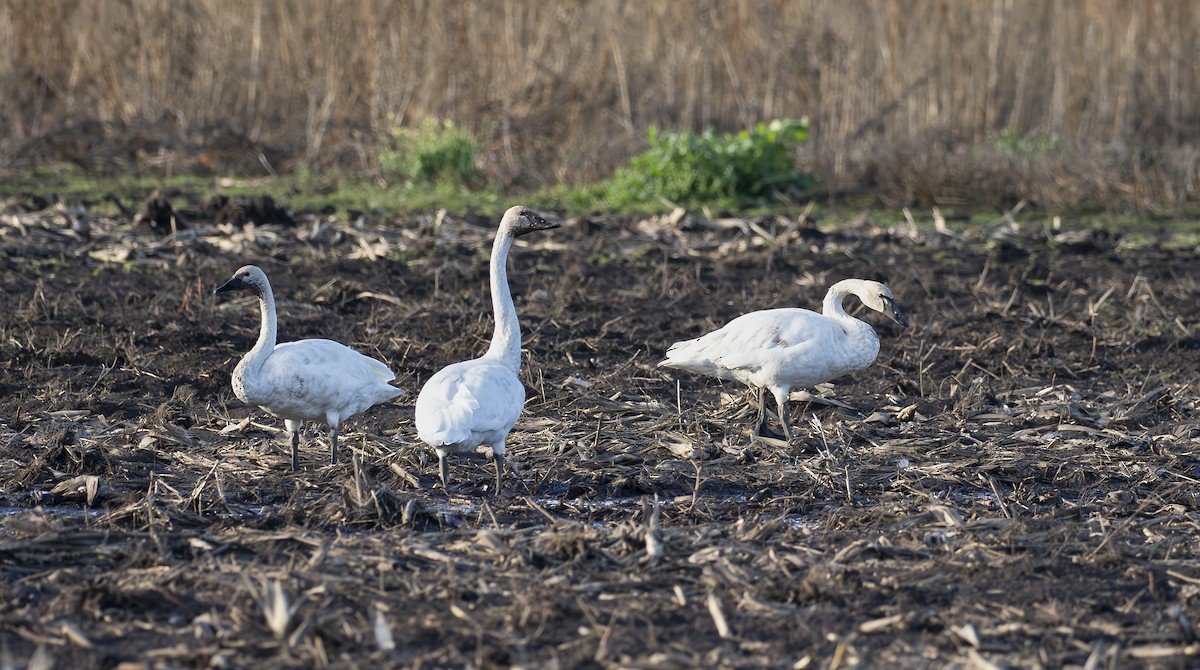 Tundra Swan - ML644253861