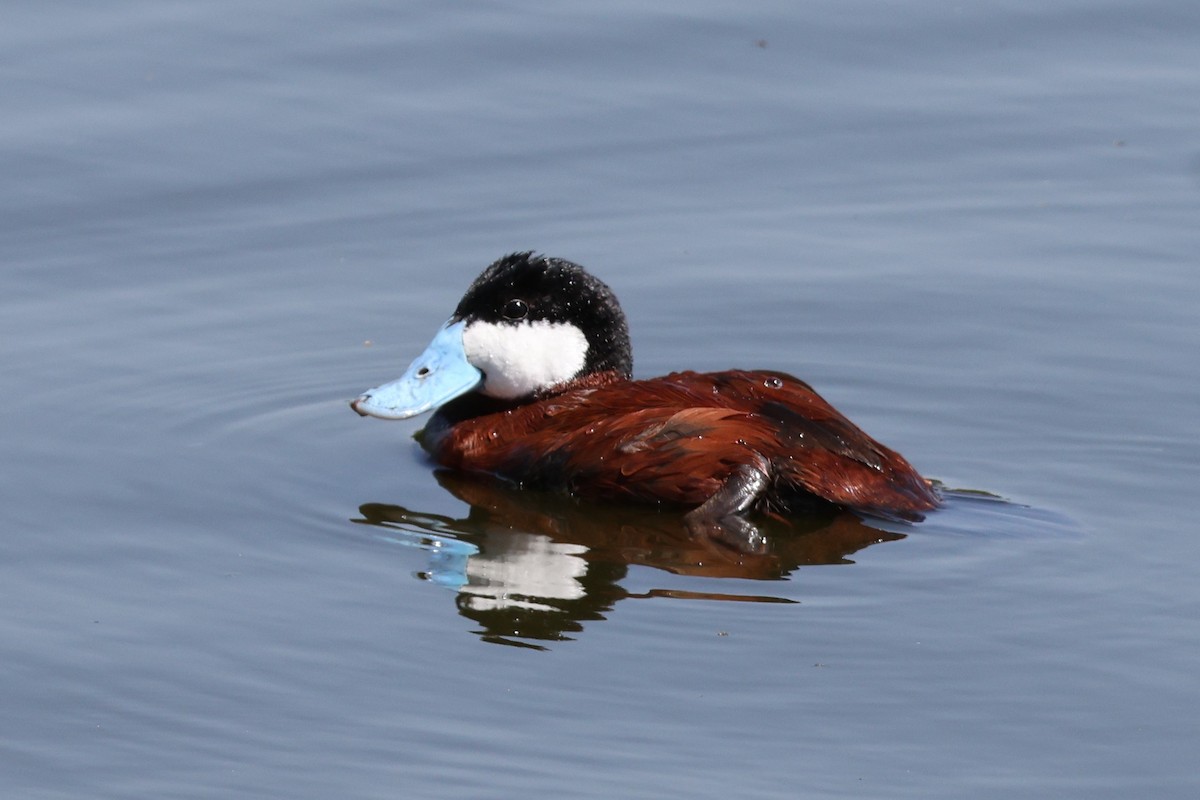 Ruddy Duck - ML644253862