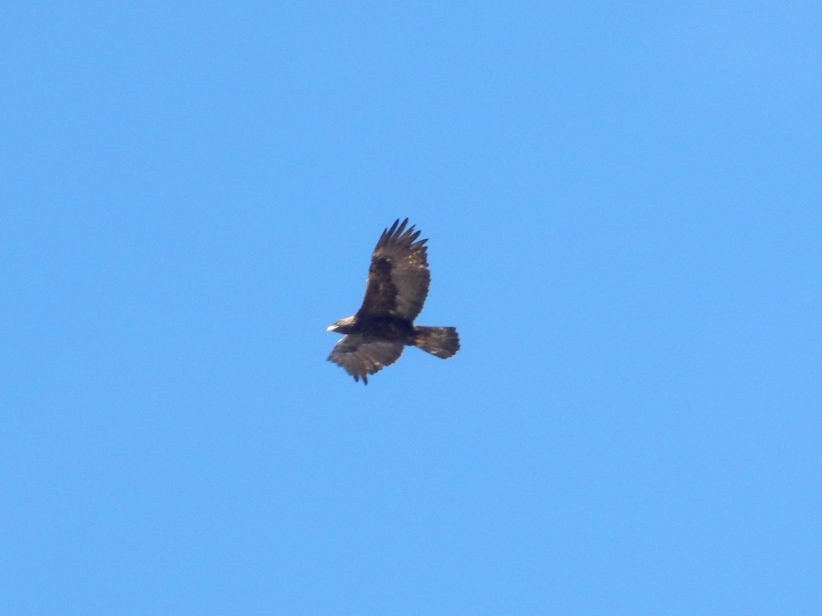 Golden Eagle - ML644253863