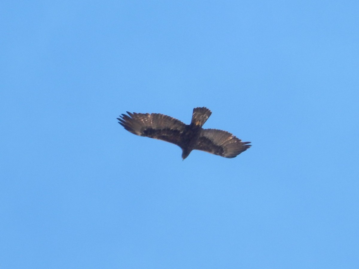 Golden Eagle - ML644253864