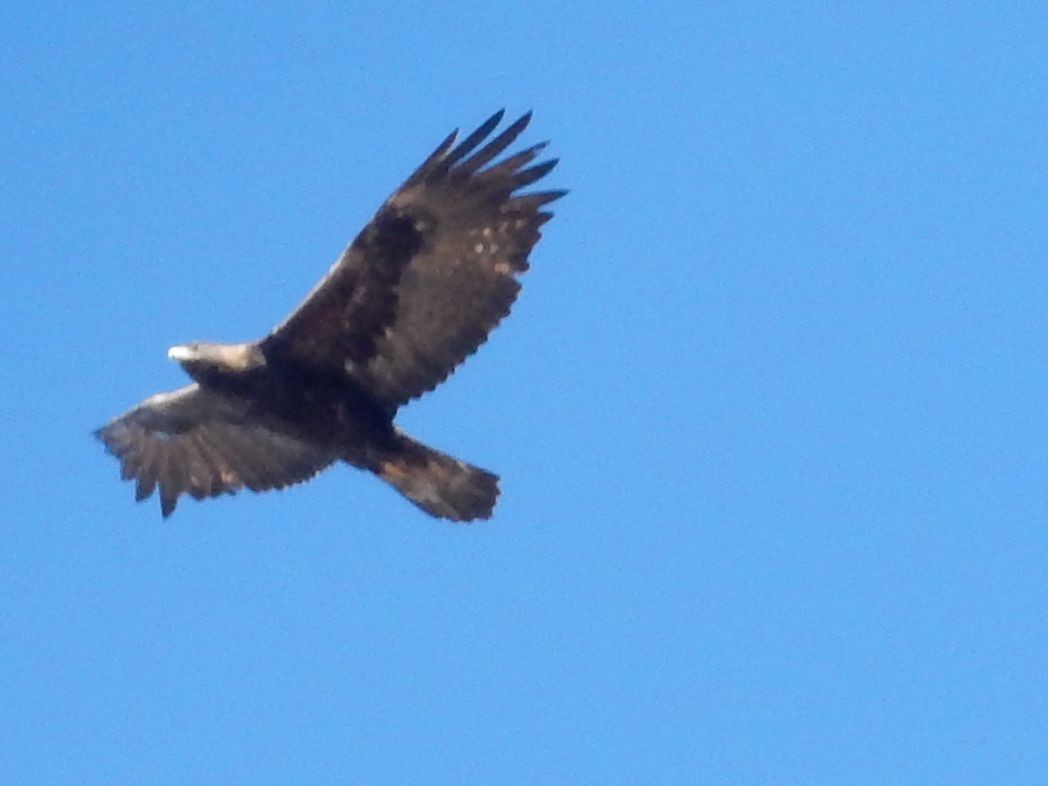 Golden Eagle - ML644253865