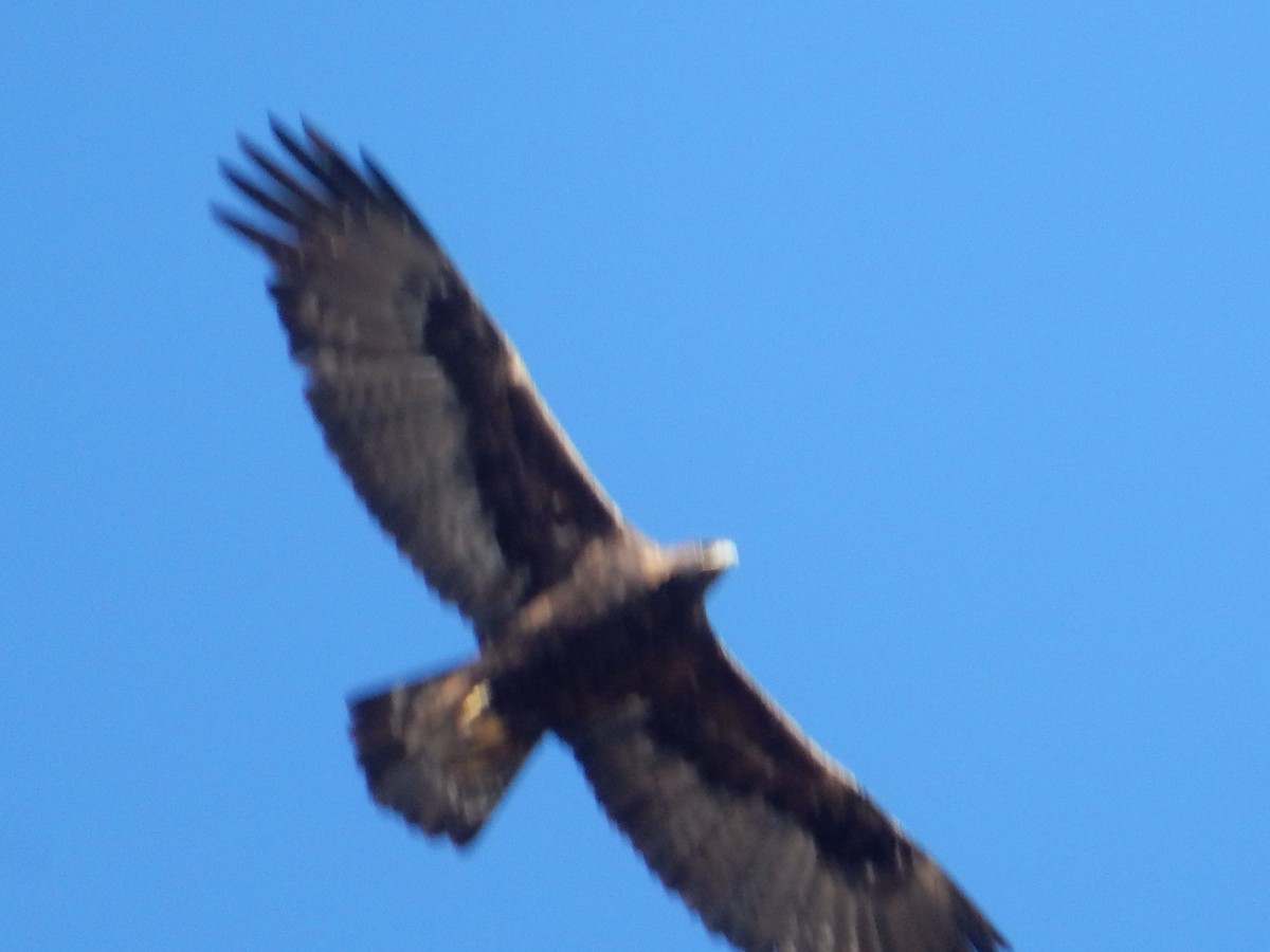 Golden Eagle - ML644253866