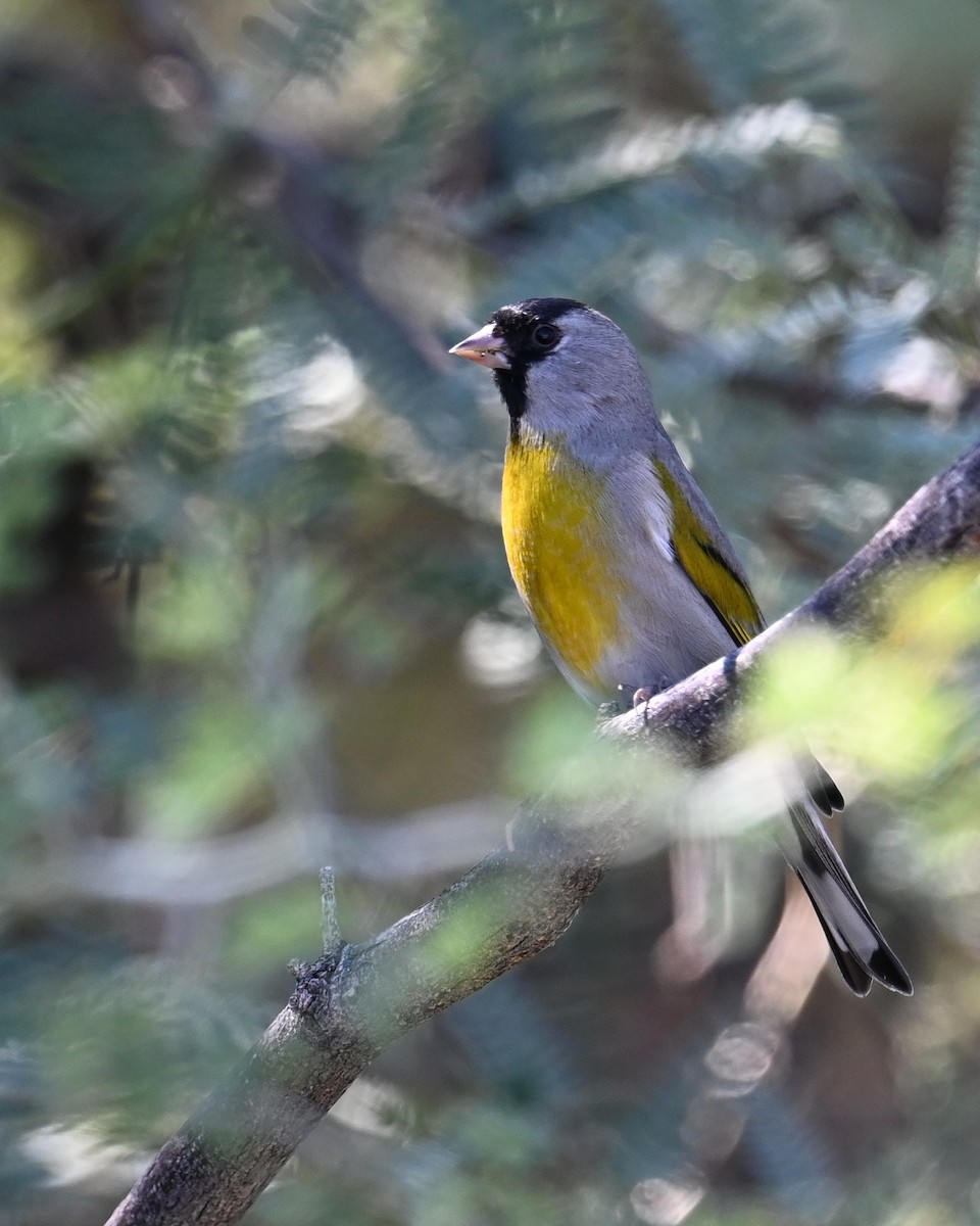Lawrence's Goldfinch - ML644253867