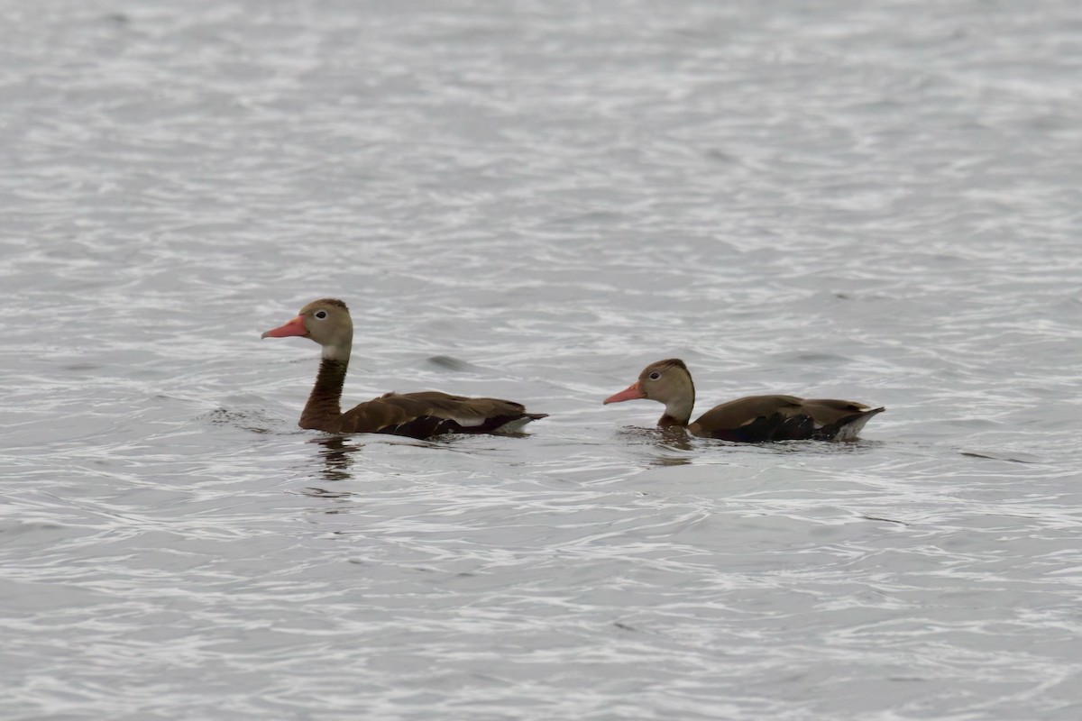 Black-bellied Whistling-Duck - ML644253868