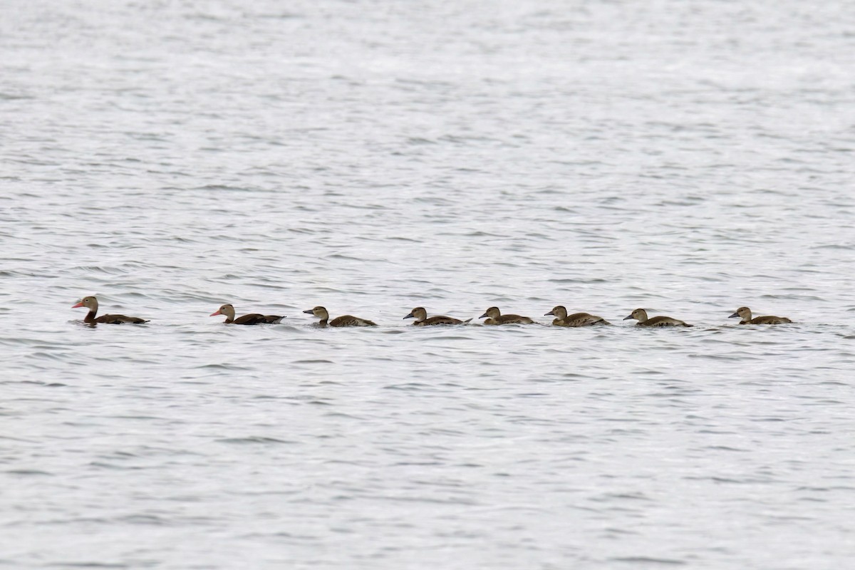 Black-bellied Whistling-Duck - ML644253869