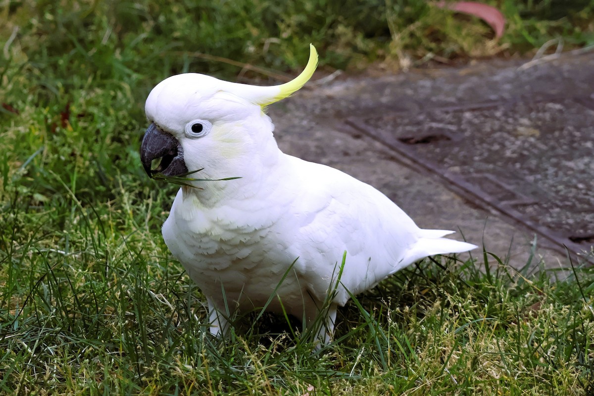Sulphur-crested Cockatoo - ML644253883