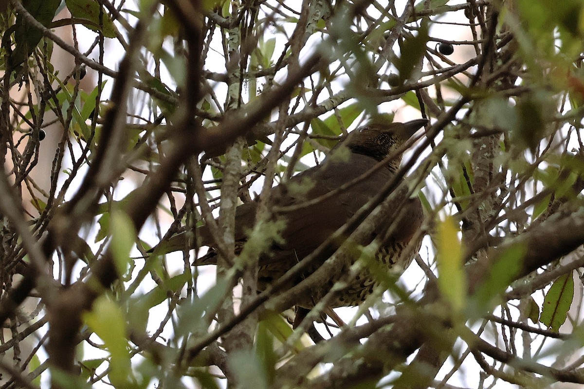 Satin Bowerbird - ML644253888
