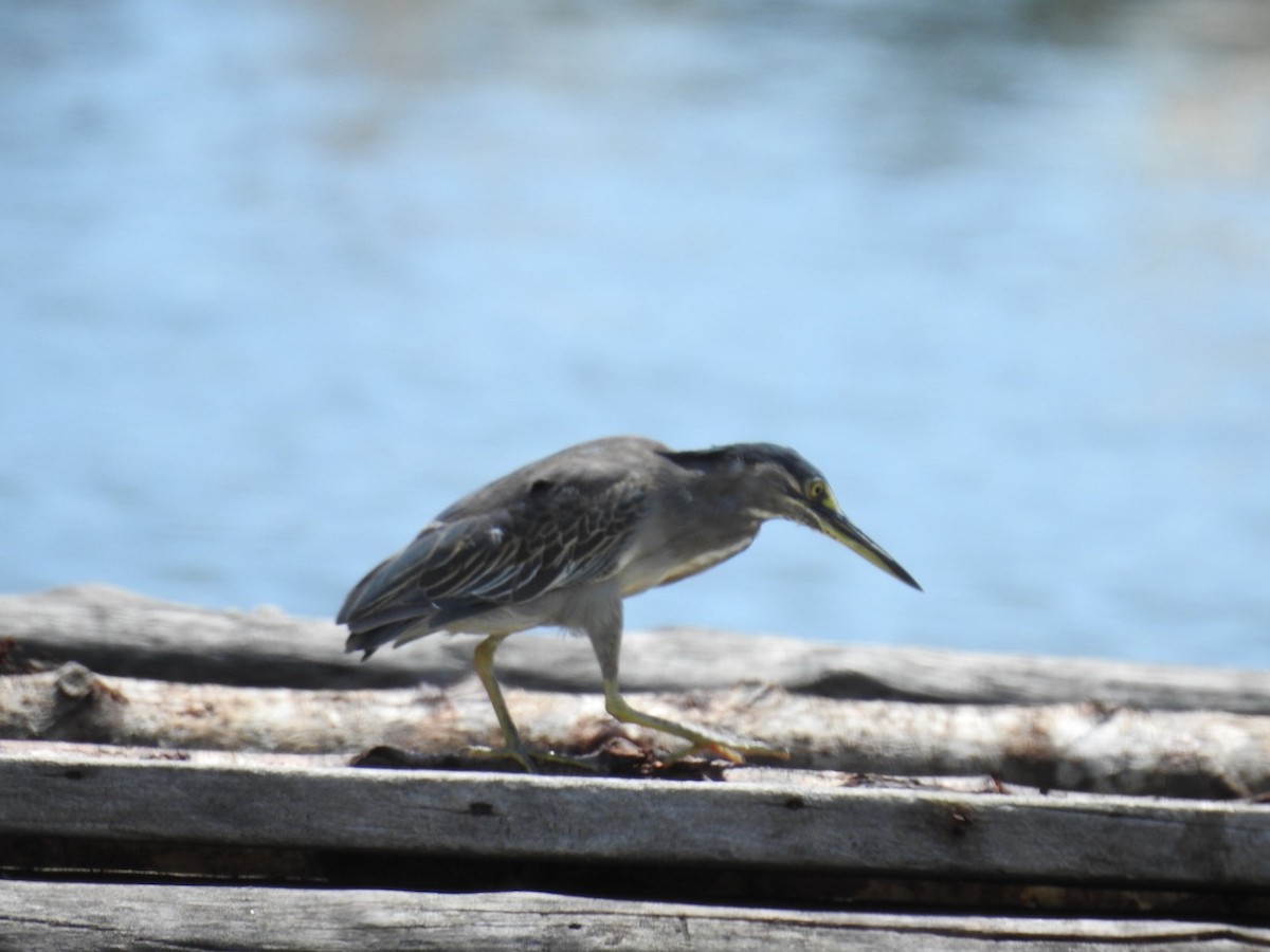 綠簑鷺 - ML644253889