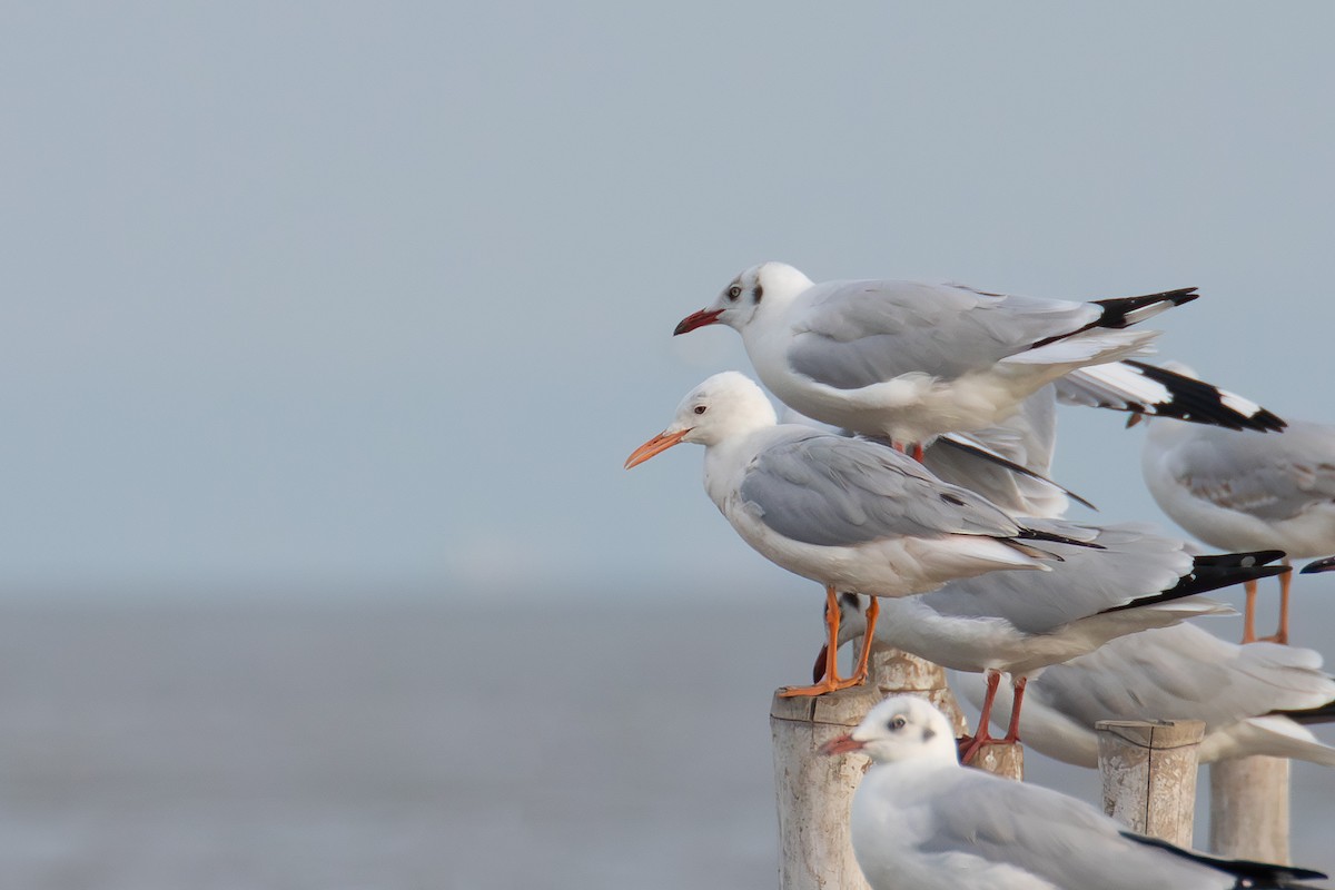 Slender-billed Gull - ML644253890