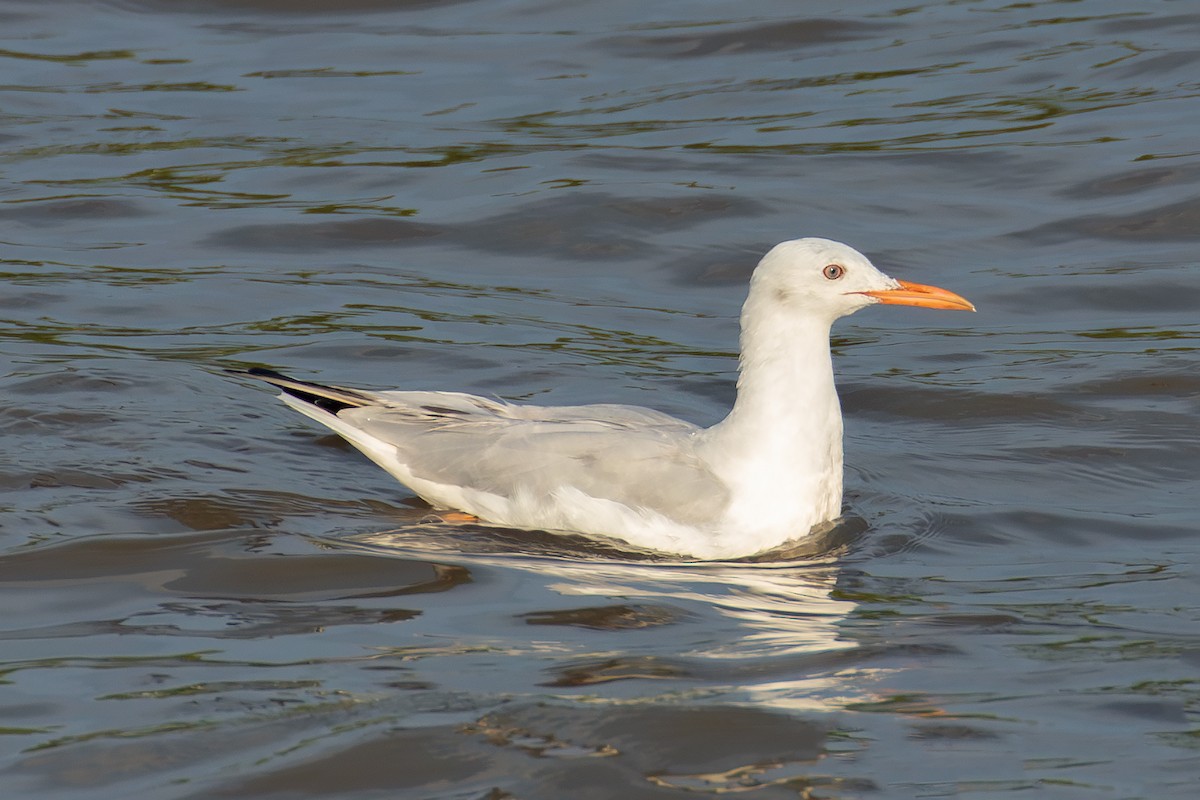 Slender-billed Gull - ML644253891