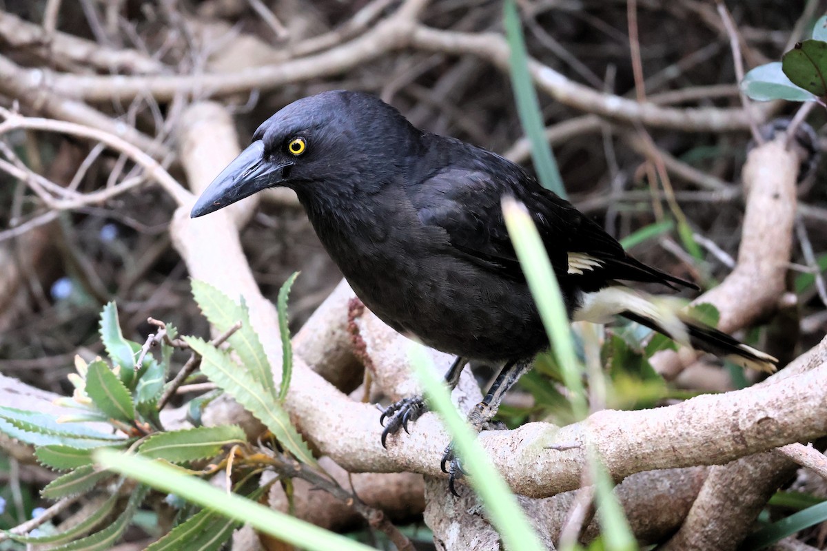 Pied Currawong - ML644253892
