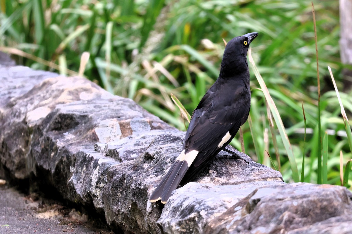 Pied Currawong - ML644253893