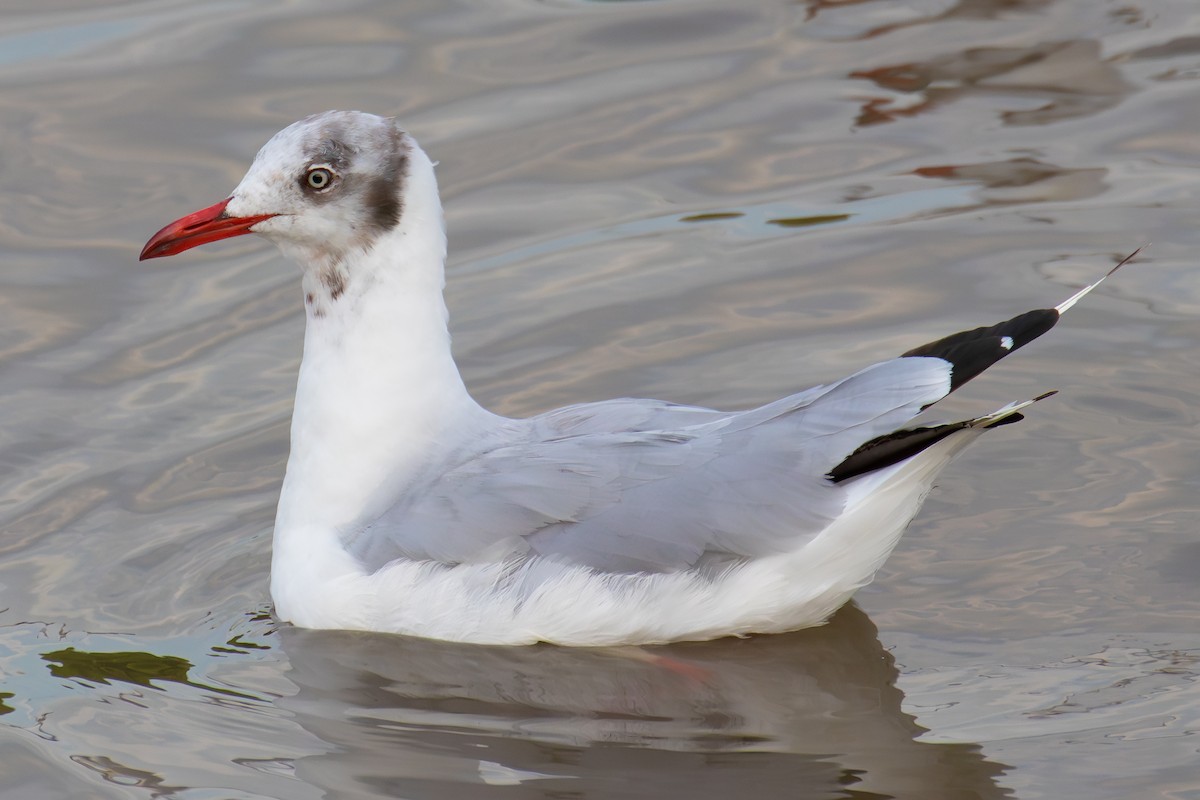 Бор толгойт цахлай - ML644253899