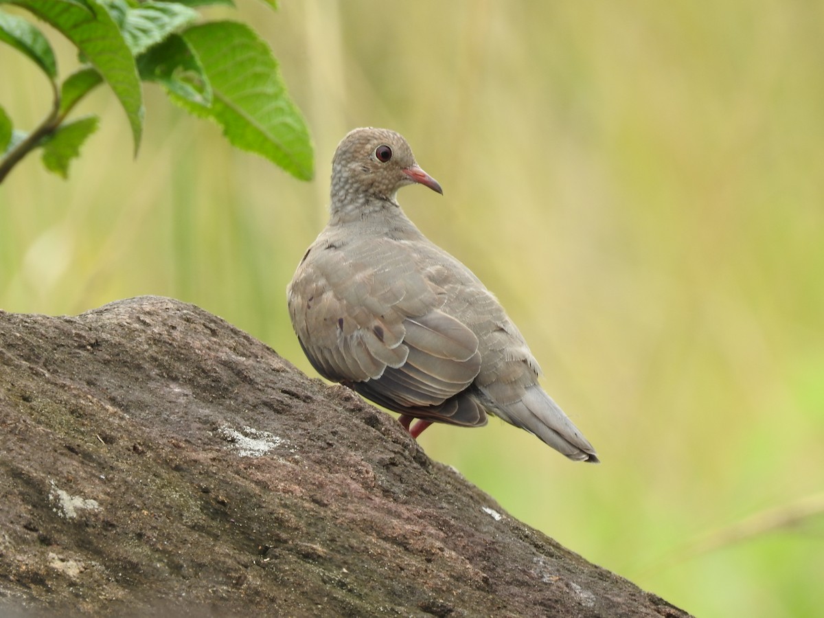Common Ground Dove - ML644253901